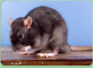 rat control Kingston Upon Hull