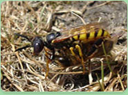 wasp control Kingston Upon Hull