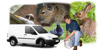 Kingston Upon Hull local van